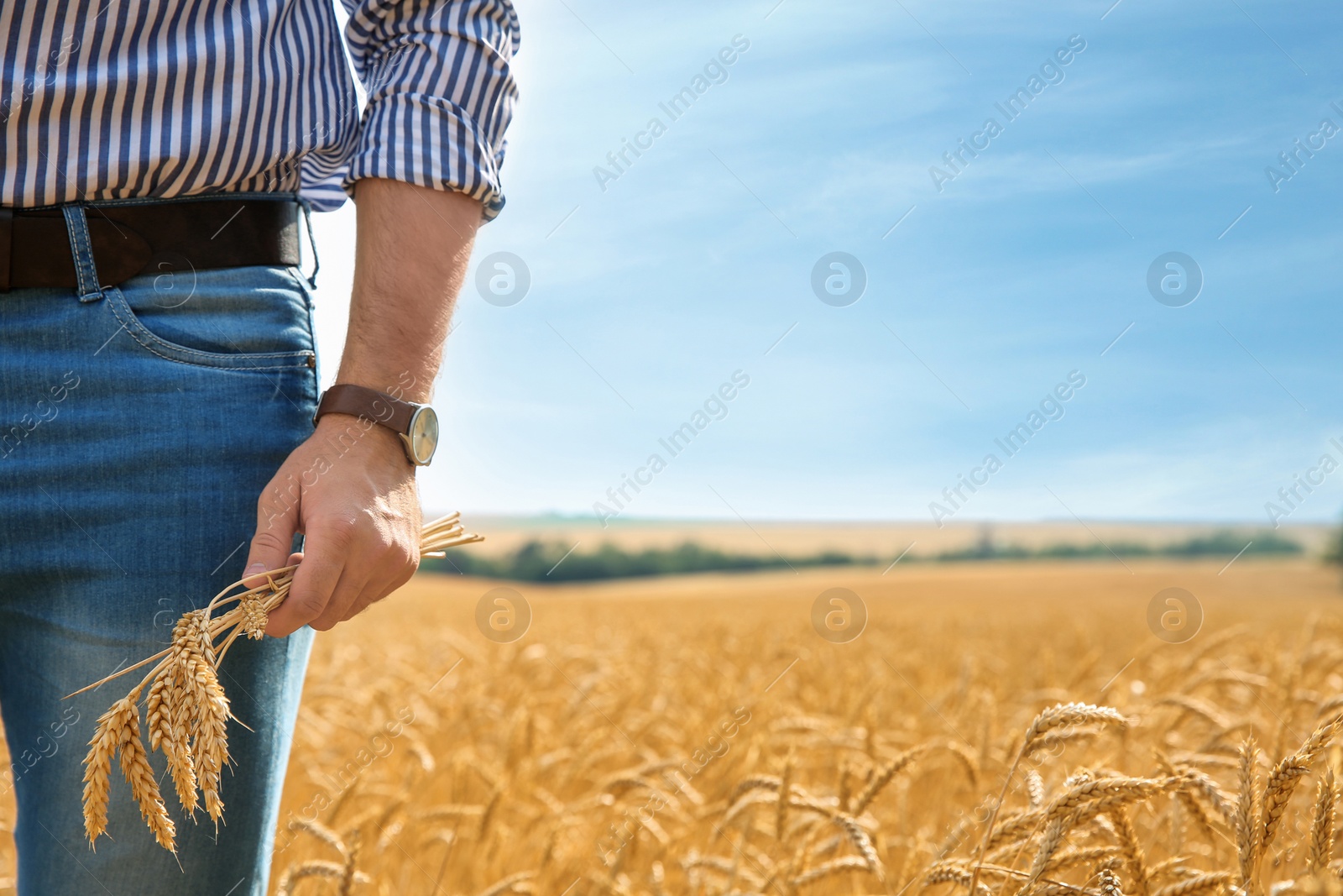 Photo of Young man with spikes in grain field. Cereal farming