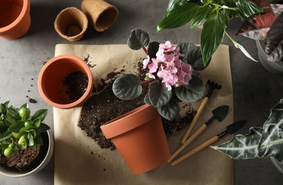 Photo of Flat lay composition with pots, home plants and gardening tools on grey background