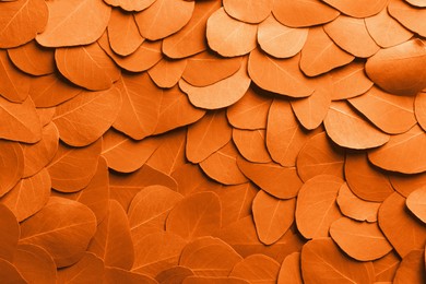 Image of Beautiful eucalyptus leaves as background, top view. Toned in orange