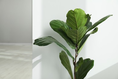 Photo of Fiddle Fig or Ficus Lyrata plant with green leaves indoors