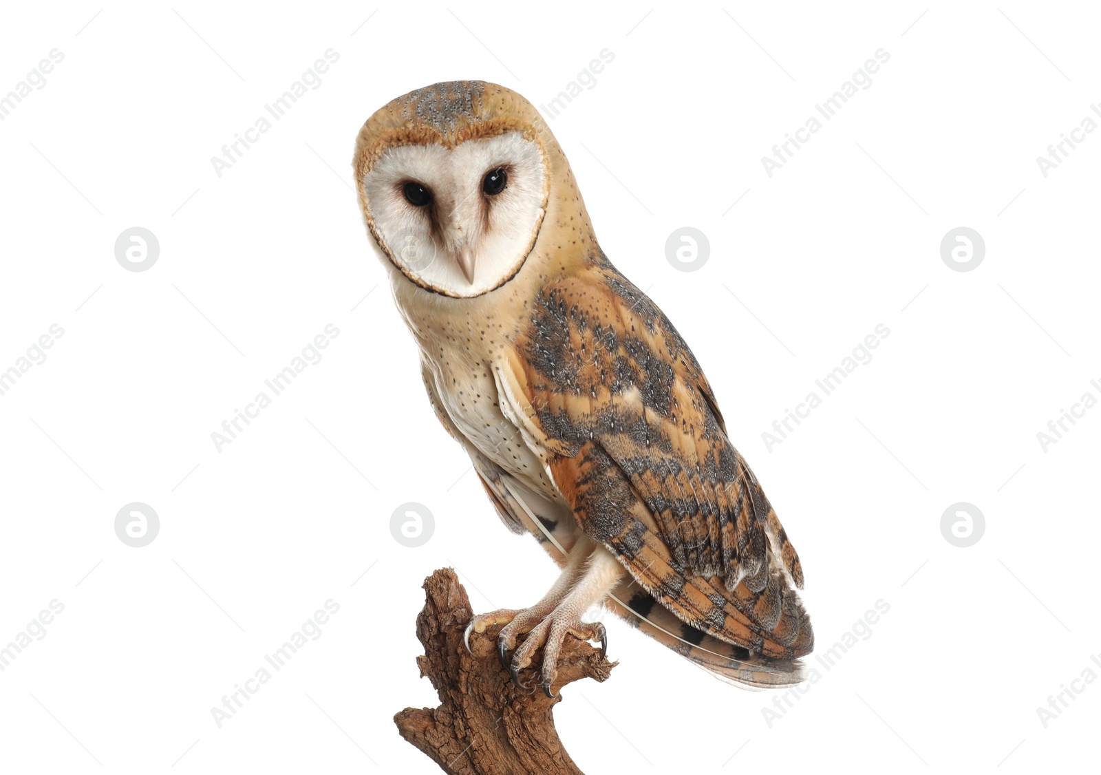 Photo of Beautiful common barn owl on twig against background