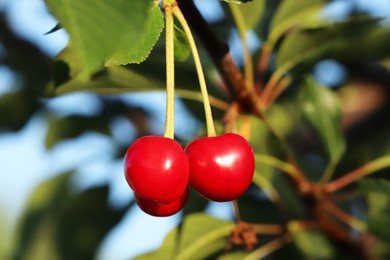 Photo of Closeup view of cherry tree with ripe red berries outdoors on sunny day