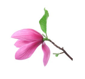 Photo of Beautiful pink magnolia flower isolated on white