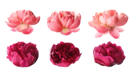 Image of Set of different beautiful peony flowers on white background 