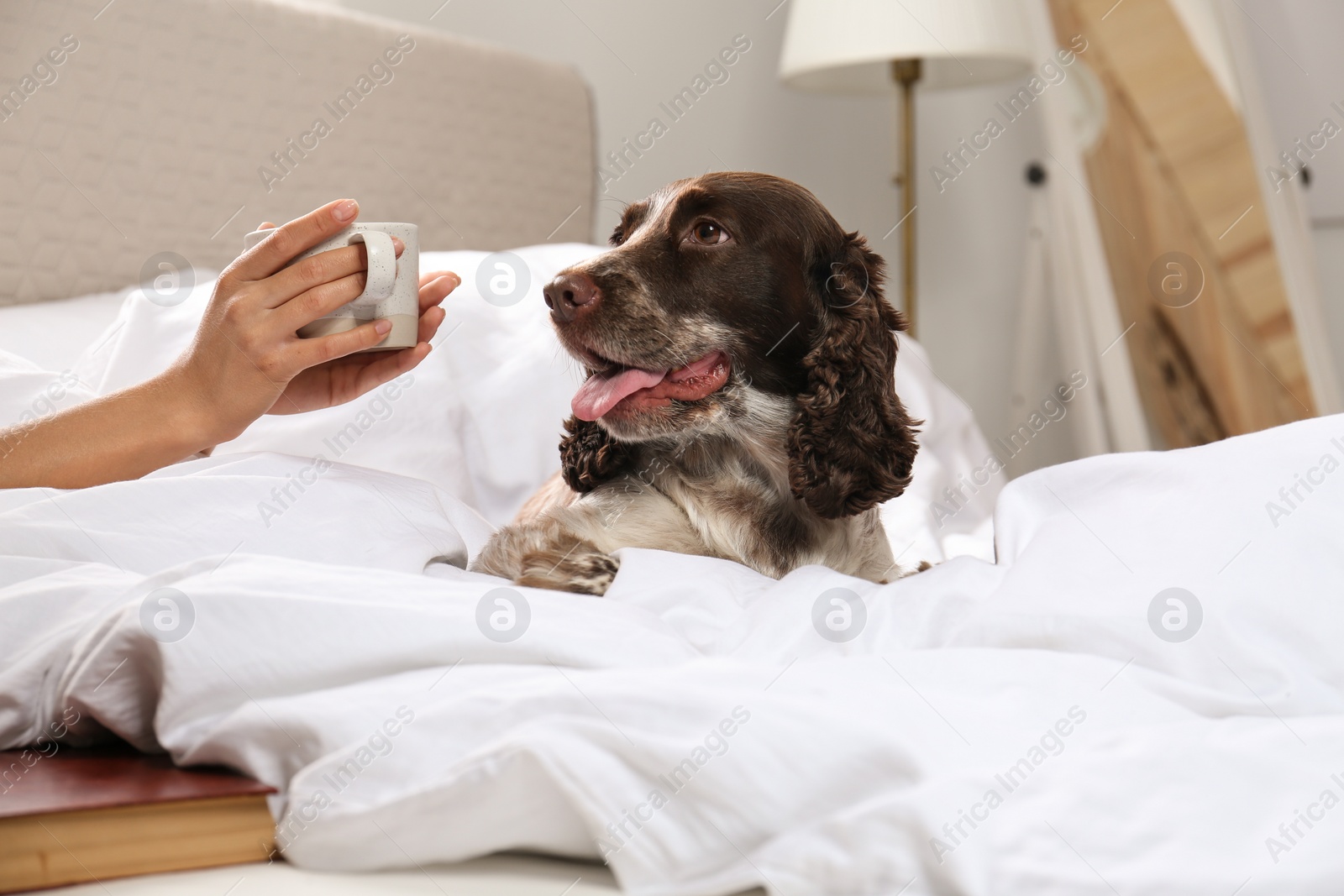 Photo of Adorable Russian Spaniel with owner in bed, closeup view