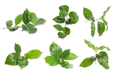 Branches with fresh green leaves of coffee plant on white background, collage