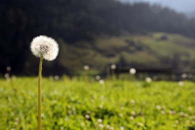 Beautiful fluffy dandelion outdoors on sunny day. Space for text