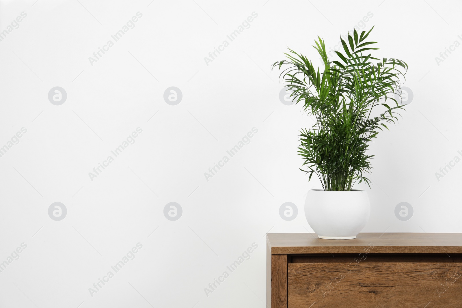 Photo of Potted chamaedorea palm on wooden table near white wall, space for text. Beautiful houseplant