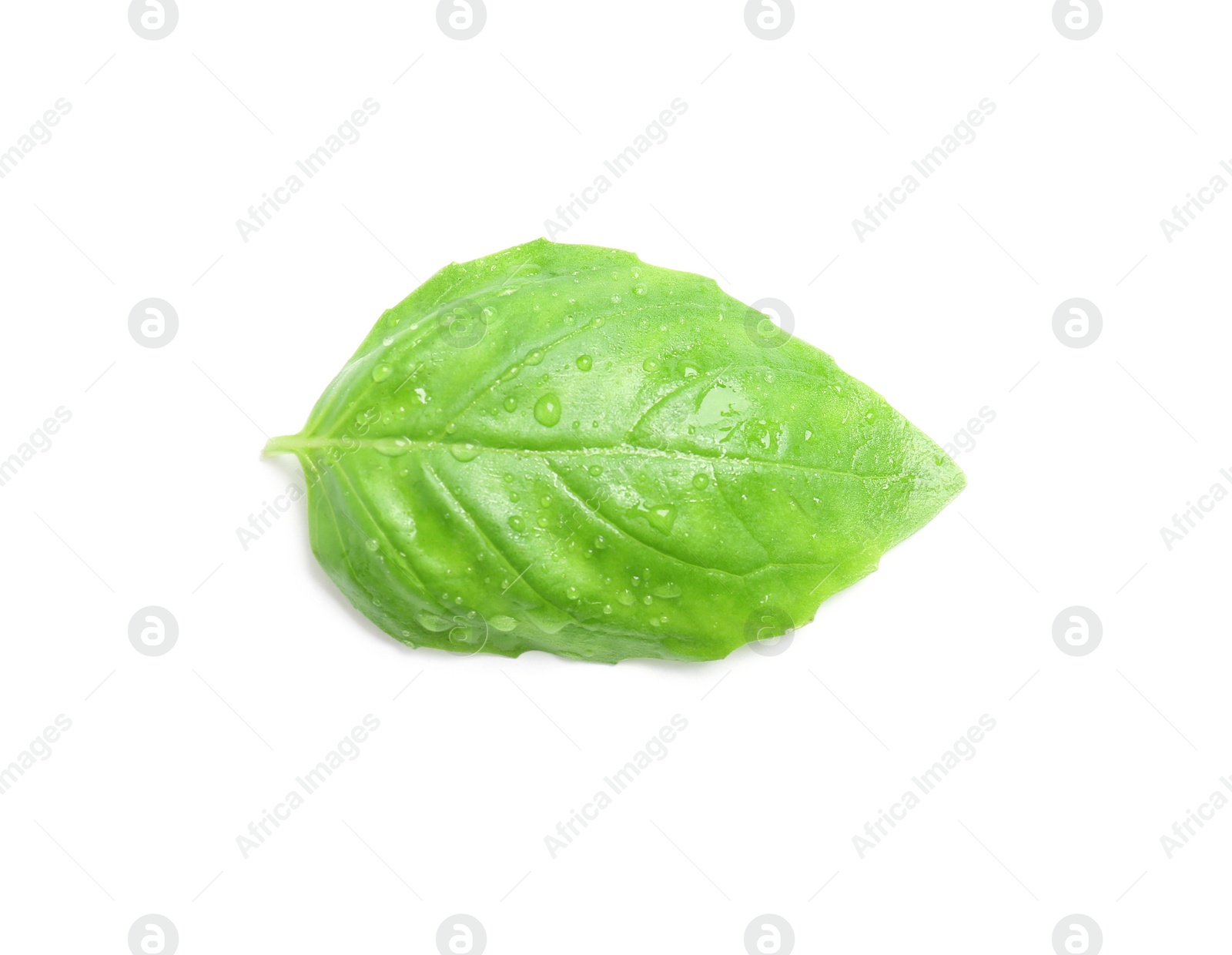 Photo of Fresh green basil leaf on white background