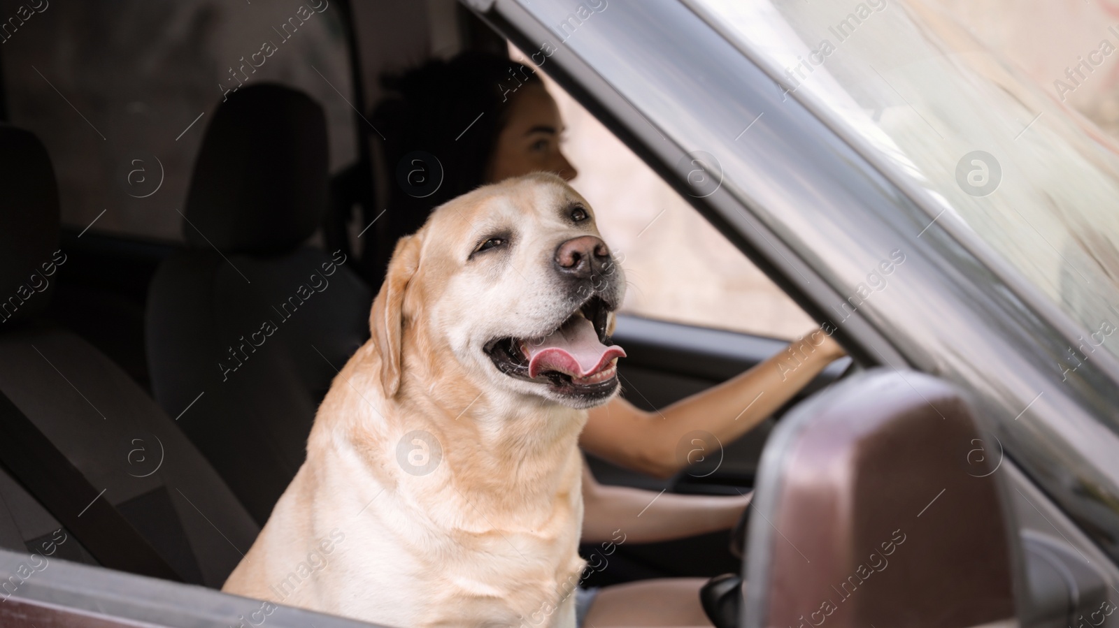 Photo of Funny Golden Labrador Retriever dog and young woman in modern car
