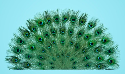 Image of Beautiful bright peacock feathers on light blue background