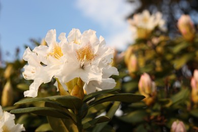 Photo of Closeup view of beautiful rhododendron flowers outdoors, space for text. Amazing spring blossom