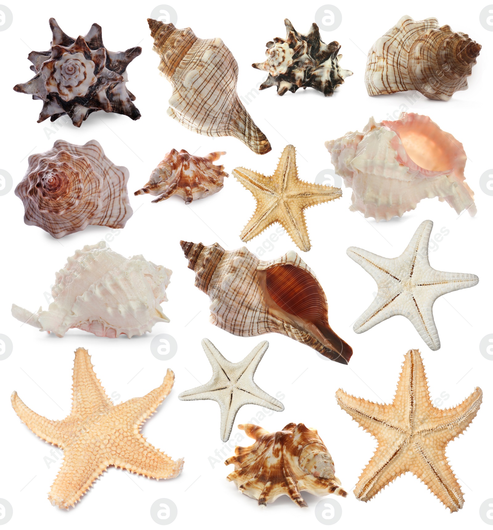 Image of Collection of different beautiful sea stars and shells on white background