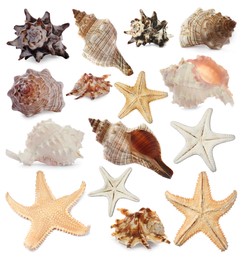 Collection of different beautiful sea stars and shells on white background