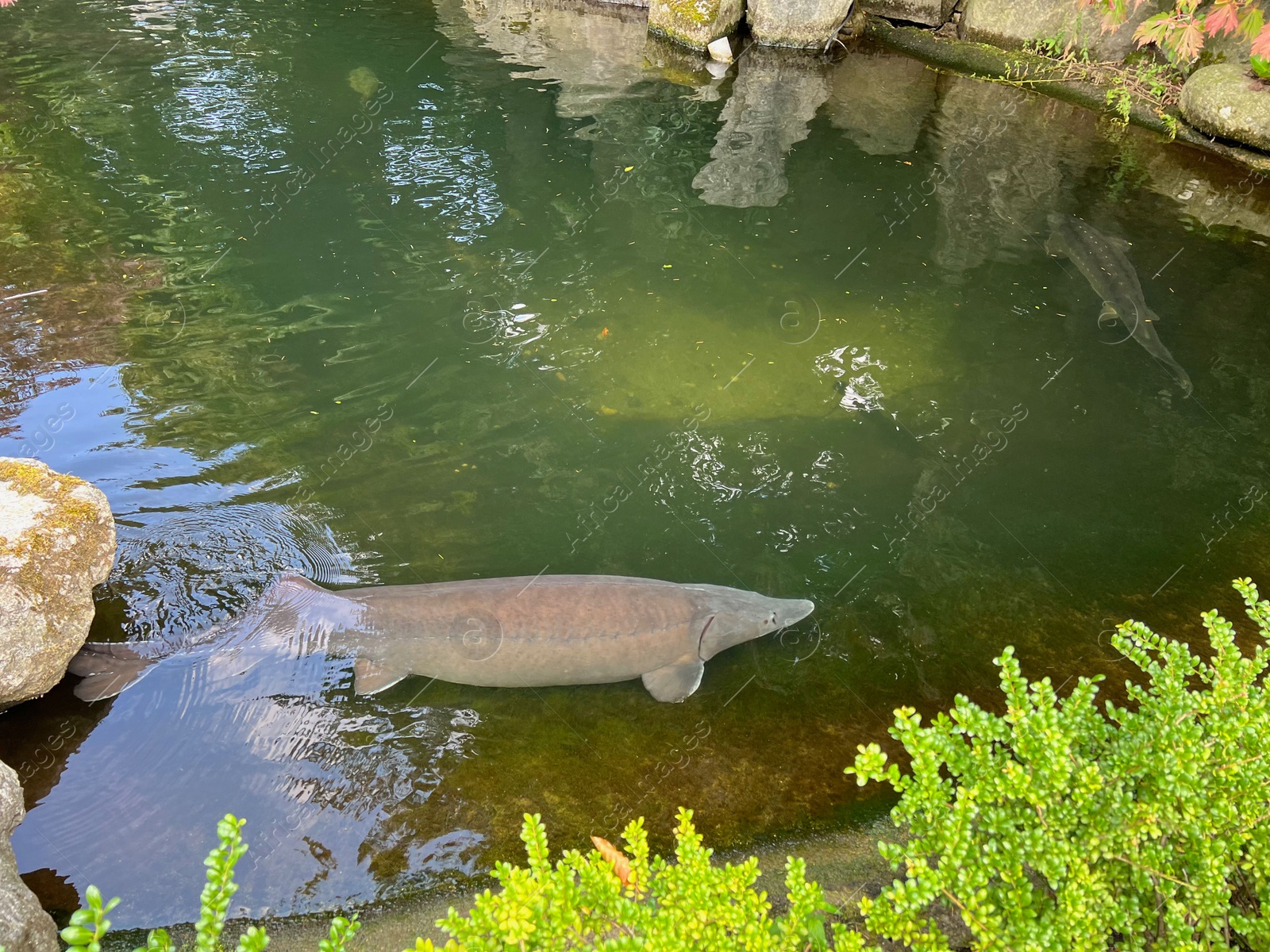 Photo of Beautiful sturgeon fishes swimming in zoological park