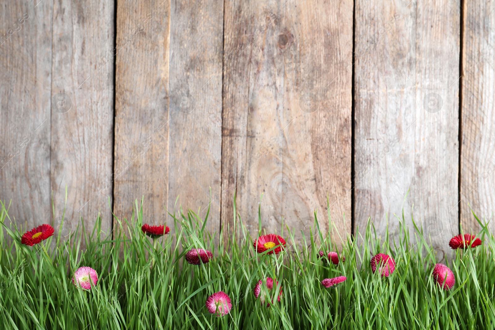 Photo of Vibrant green grass with beautiful flowers against wooden background, space for text