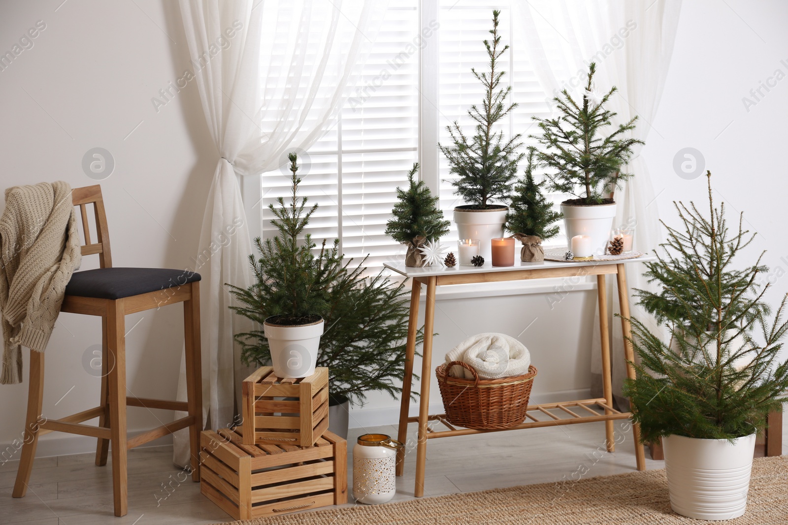 Photo of Potted fir trees and Christmas decorations on table near window in room. Stylish interior design