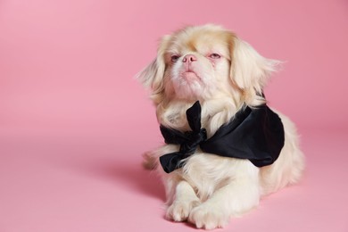 Cute Pekingese dog with bandana on pink background. Space for text