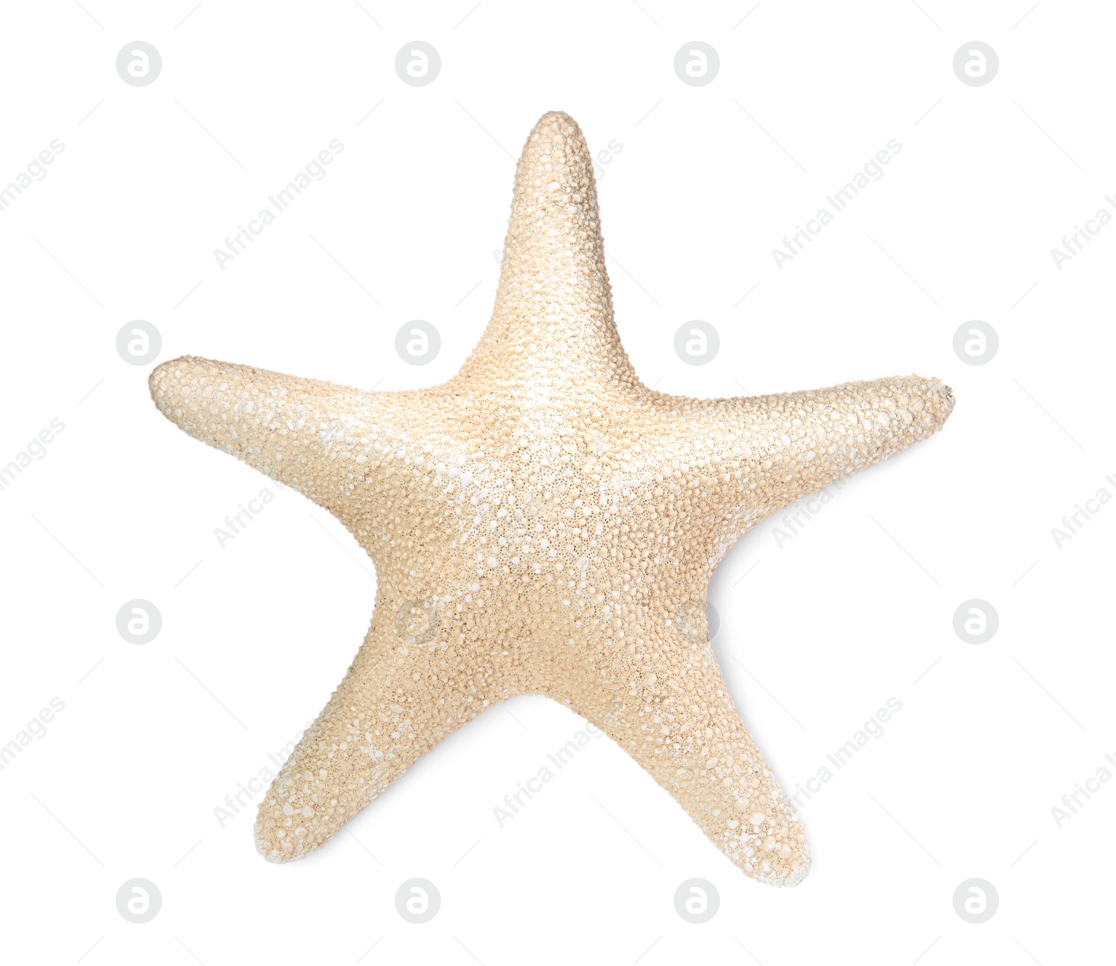 Photo of Beautiful sea star isolated on white, top view. Beach object