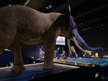 Photo of Leiden, Netherlands - November 19, 2022: Museum exhibition with big elephant and different stuffed animals. Environmental education