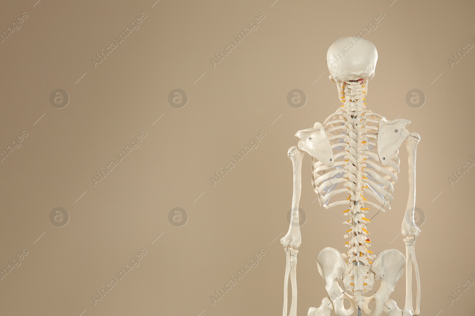 Photo of Artificial human skeleton model on beige background, back view. Space for text