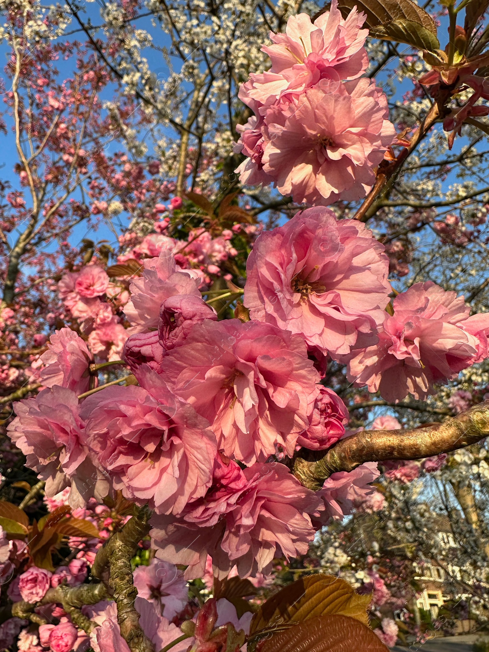 Photo of Beautiful pink flowers of blossoming sakura tree outdoors, closeup