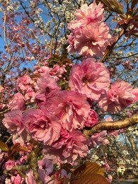 Beautiful pink flowers of blossoming sakura tree outdoors, closeup