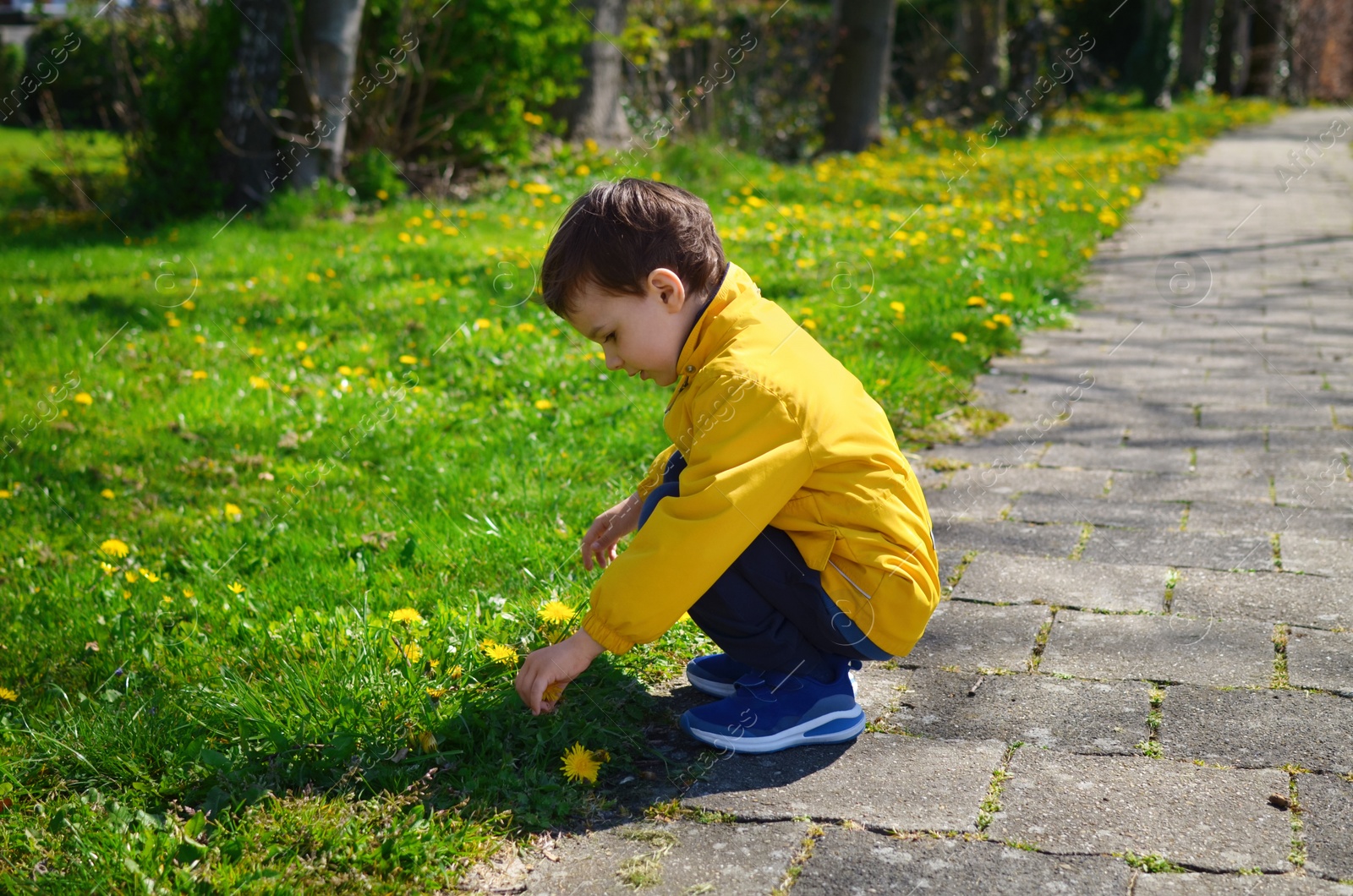 Photo of Cute little boy picking yellow dandelion outdoors on sunny day