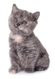 Cute little grey kitten sitting on white background