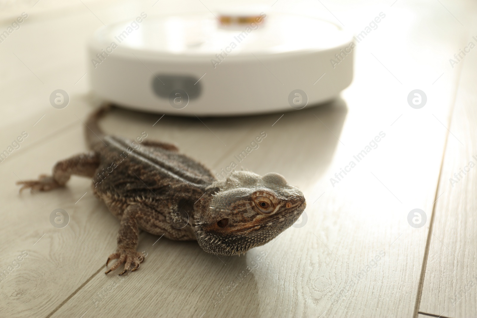 Photo of Robotic vacuum cleaner and bearded dragon lizard indoors