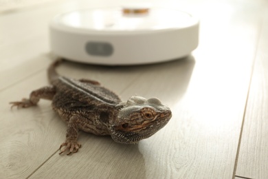 Robotic vacuum cleaner and bearded dragon lizard indoors