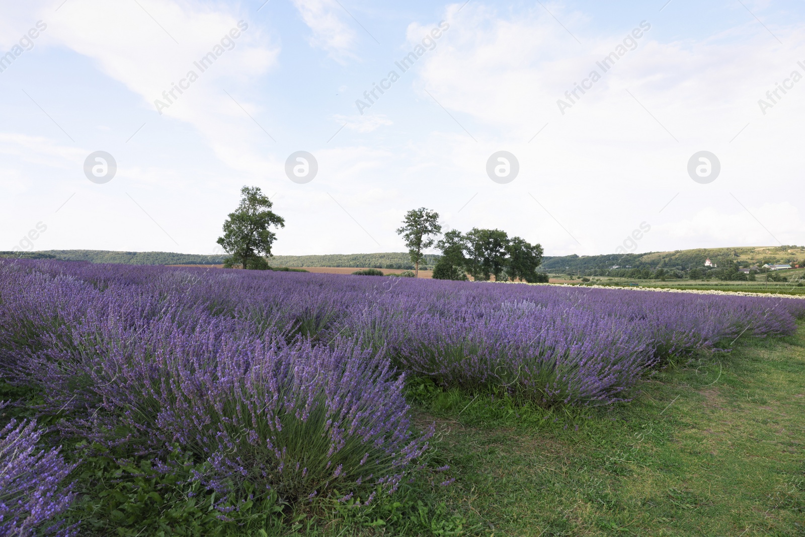 Photo of Blooming lavender growing in field under beautiful sky
