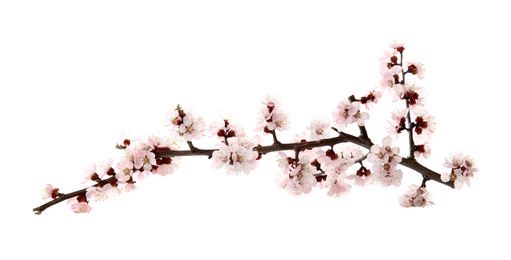 Photo of Beautiful blossoming apricot tree branch on white background