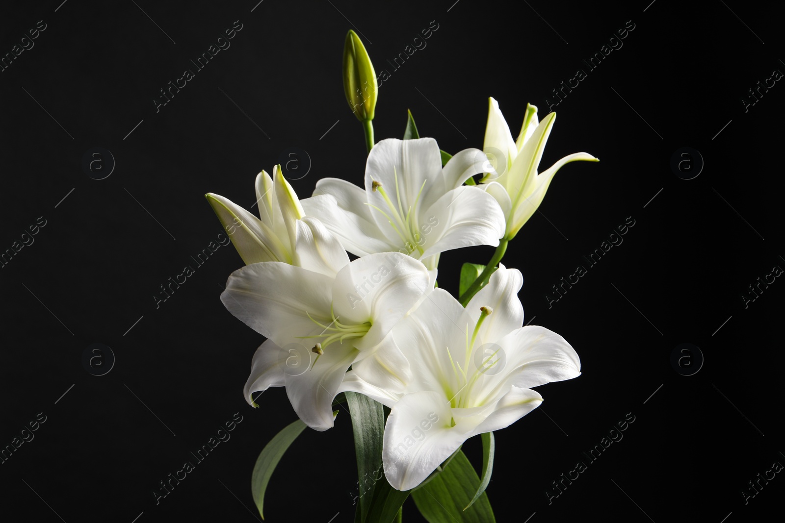 Photo of Beautiful white lily flowers on black background