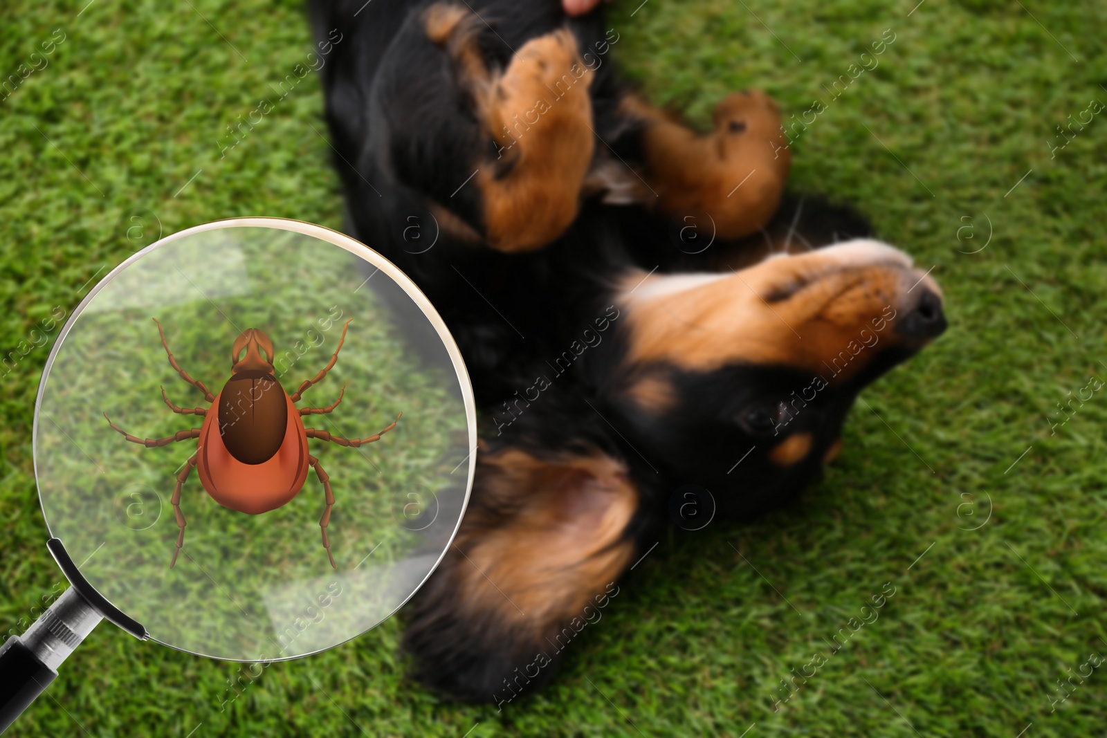 Image of Cute dog outdoors and illustration of magnifying glass with tick, selective focus