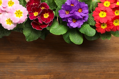 Photo of Beautiful primula (primrose) flowers on wooden background, flat lay with space for text. Spring blossom