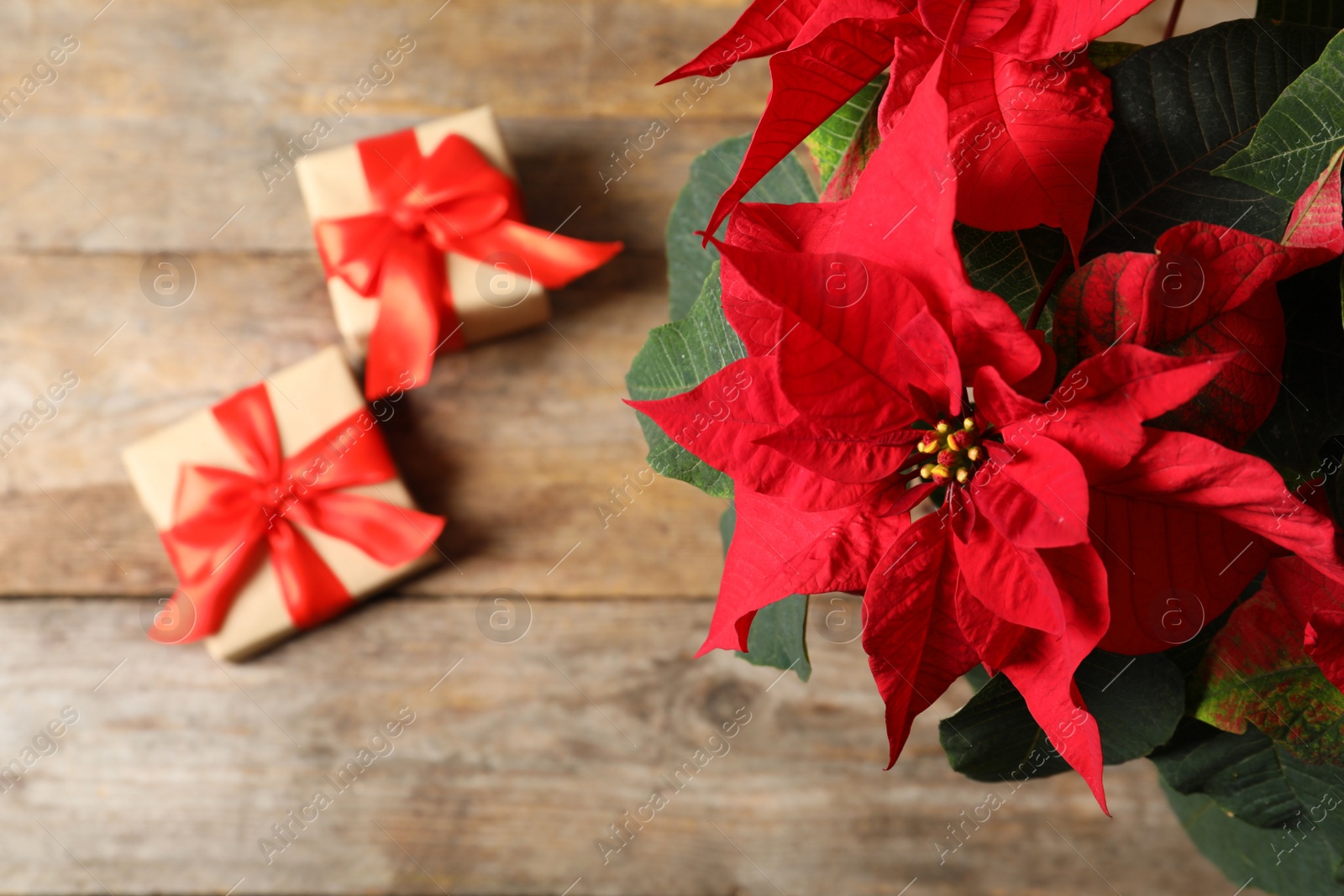 Photo of Poinsettia (traditional Christmas flower) with gift boxes on wooden table, top view