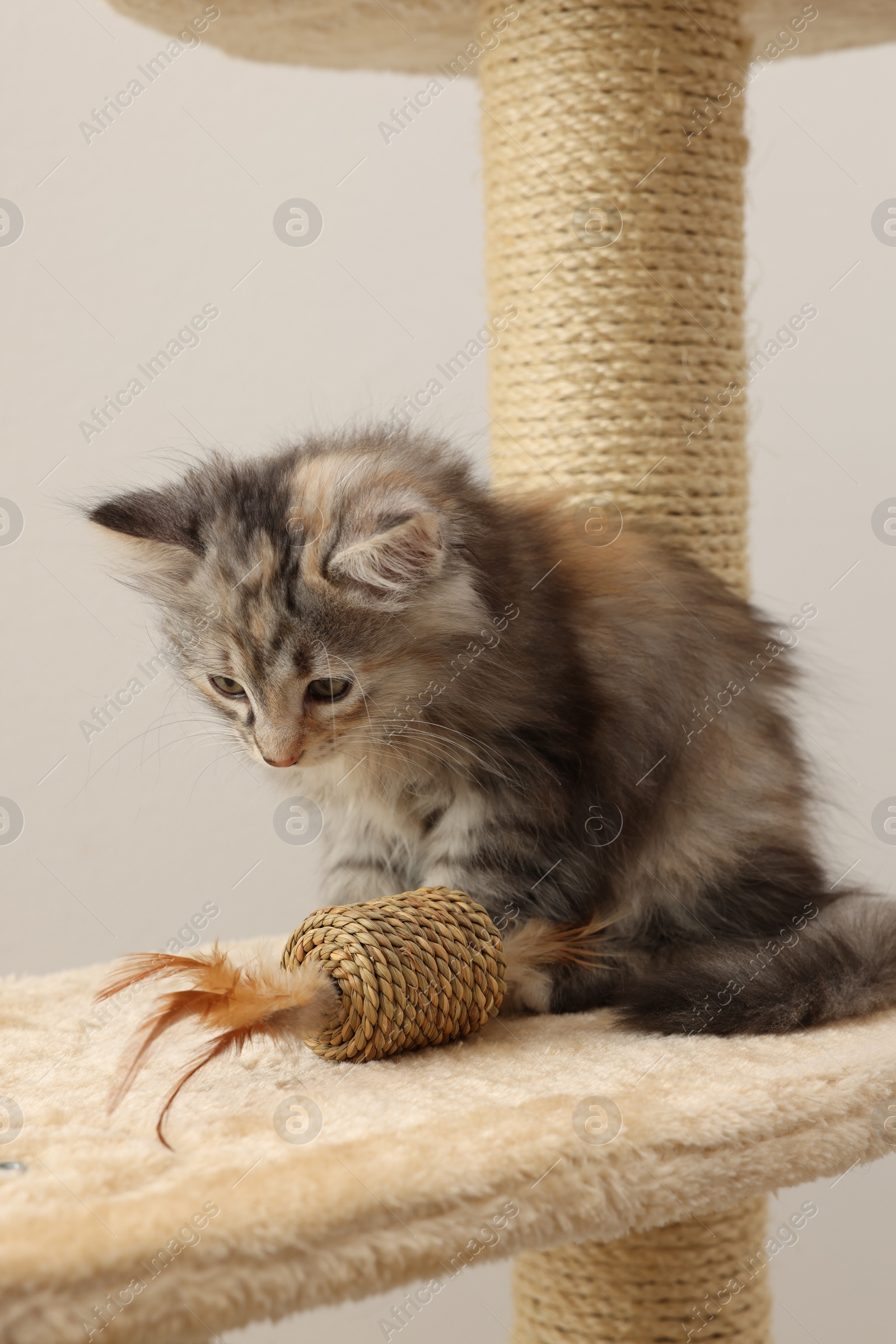 Photo of Cute fluffy kitten with toy on cat tree against light background