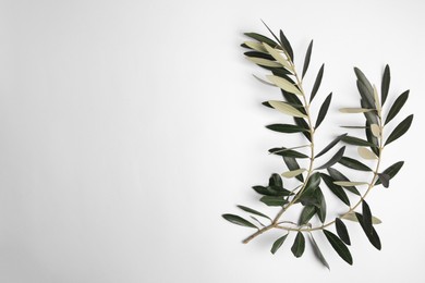 Twigs with fresh green olive leaves on white background, top view. Space for text