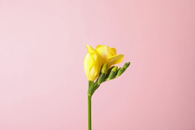 Photo of Beautiful freesia with fragrant flowers on color background