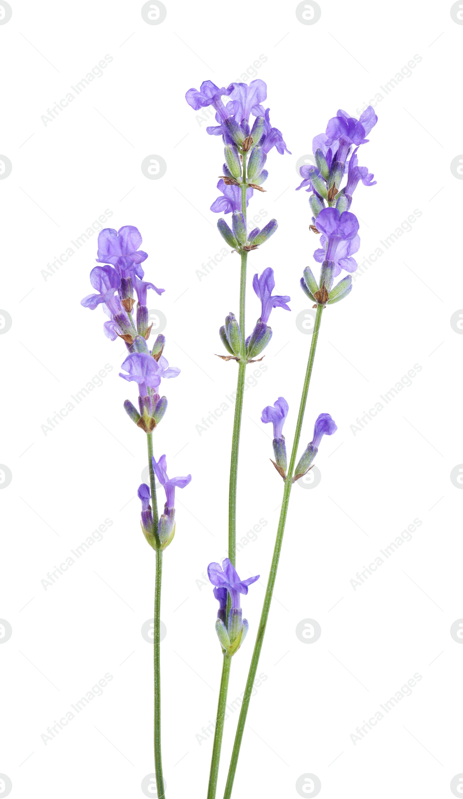 Photo of Beautiful blooming lavender flowers isolated on white