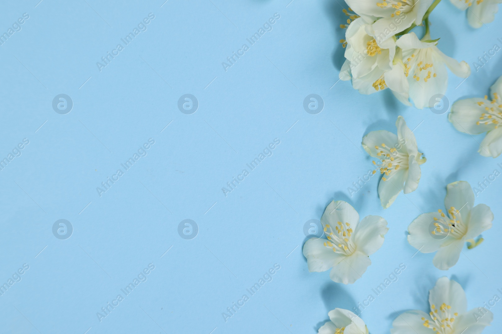 Photo of Beautiful jasmine flowers on light blue background, flat lay. Space for text