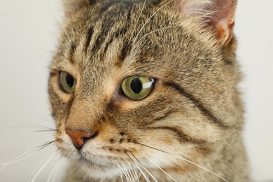 Closeup view of tabby cat with beautiful eyes on light background