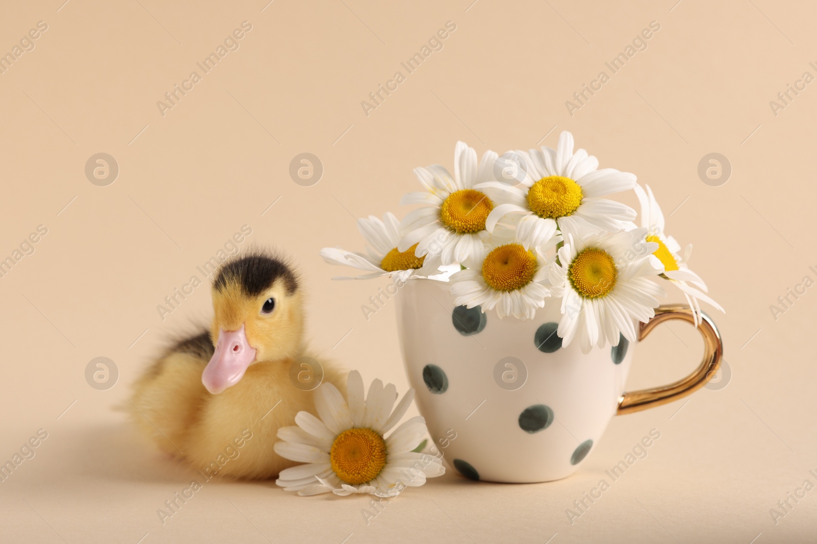 Photo of Baby animal. Cute fluffy duckling near flowers on beige background