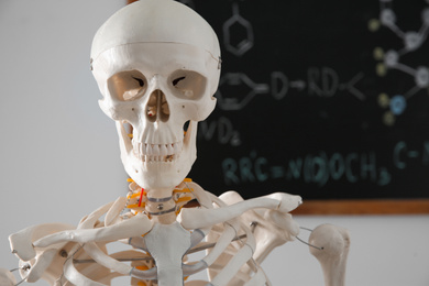 Photo of Human skeleton model near chalkboard in classroom