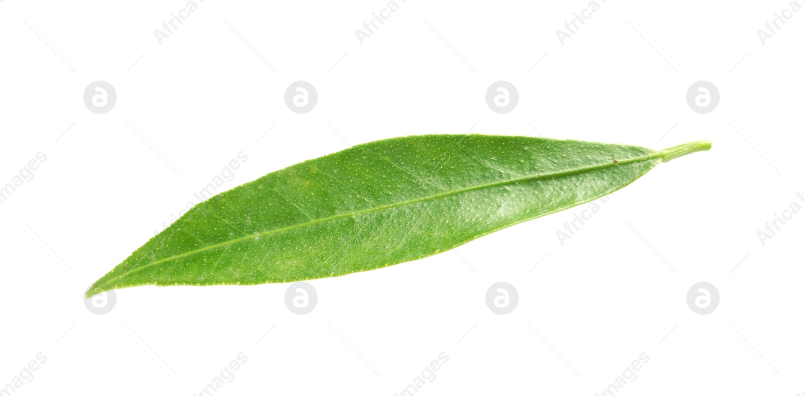 Photo of Fresh green tangerine leaf on white background