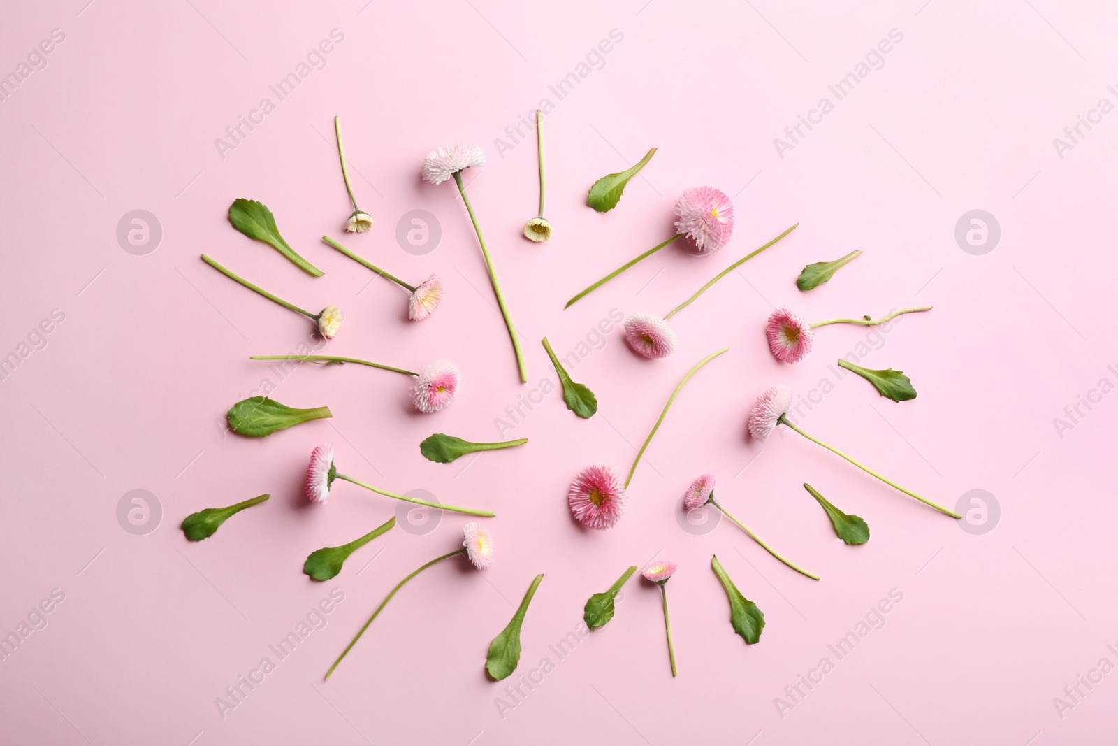 Photo of Flat lay composition with blooming daisies on color background. Spring flowers