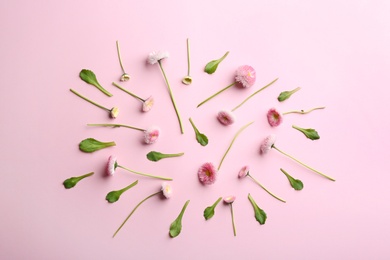 Flat lay composition with blooming daisies on color background. Spring flowers