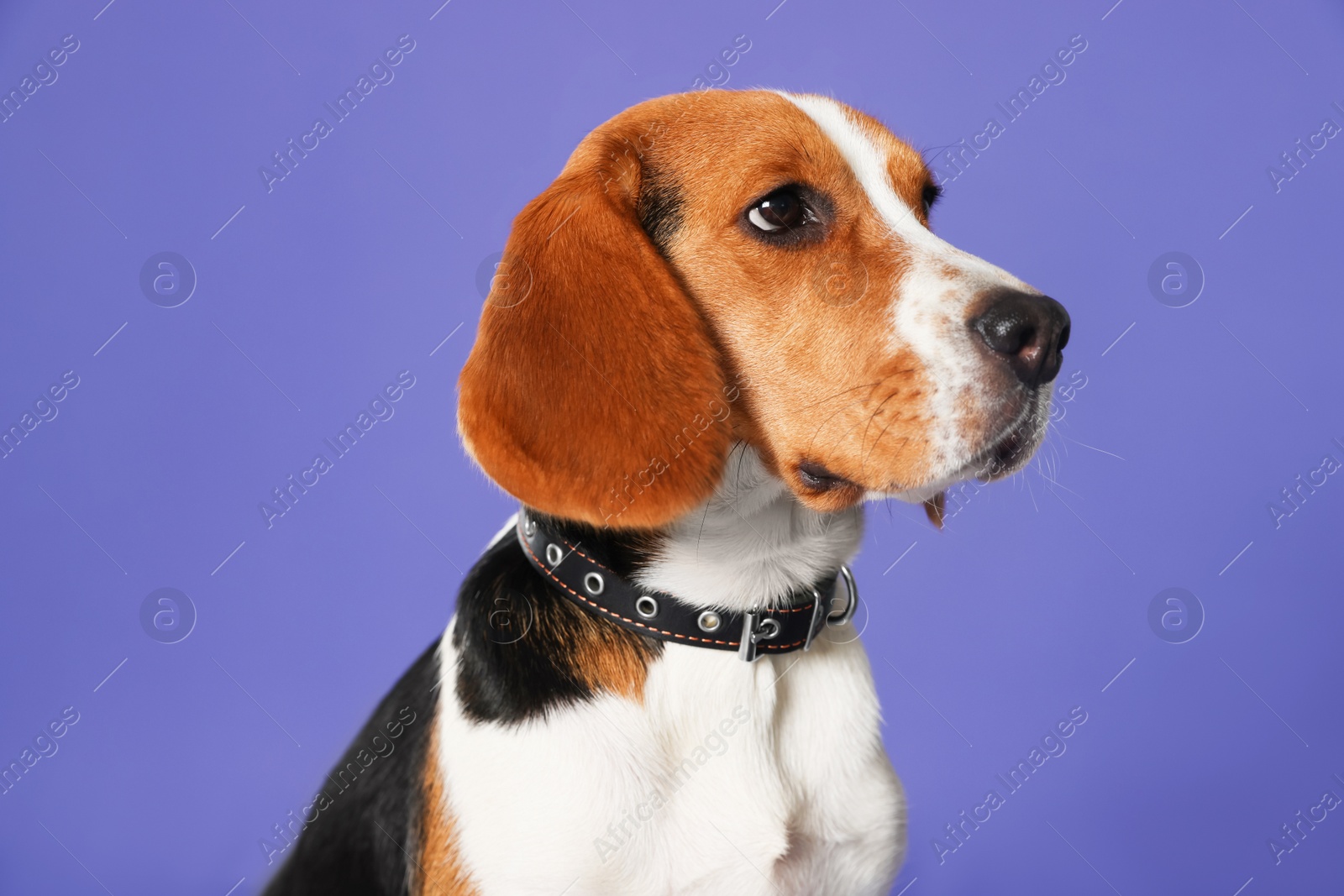 Photo of Adorable Beagle dog in stylish collar on purple background