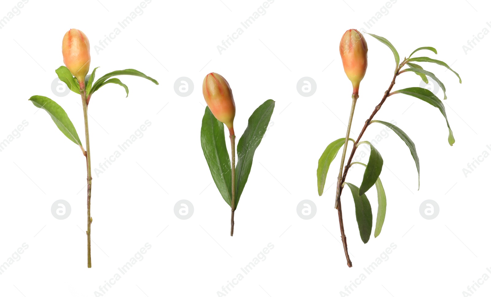 Image of Pomegranate branches with green leaves and buds on white background, collage. Banner design